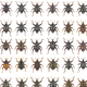Some of the 103 new species of Trigonopterus discovered on the island of Sulawesi.